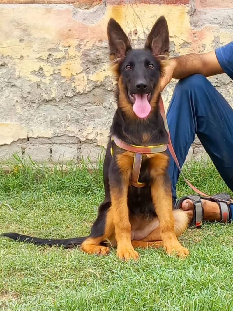 Top quality german shepherd female 3 month age for sale 1