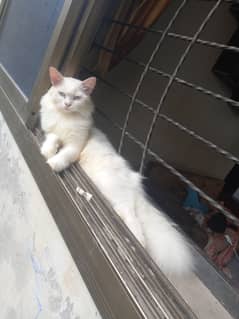 Persian Blue eyes Female Cat 0