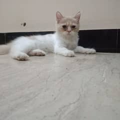 Persian cat , female , full details in description