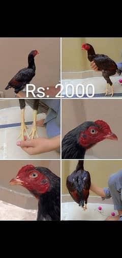 for sale or discount bhe ho gai ga 0