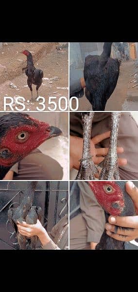 for sale or discount bhe ho gai ga 1