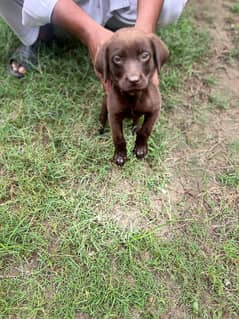 British Labrador / Puppy for sale / Labra / Lab / puppies / Labrador