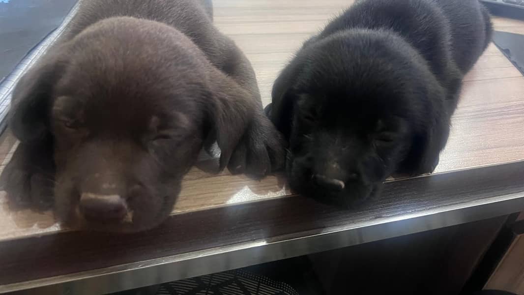 British Labrador / Puppy for sale / Labra / Lab / puppies / Labrador 3