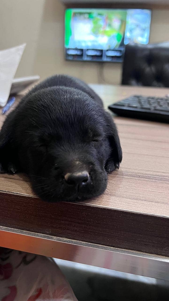 British Labrador / Puppy for sale / Labra / Lab / puppies / Labrador 4