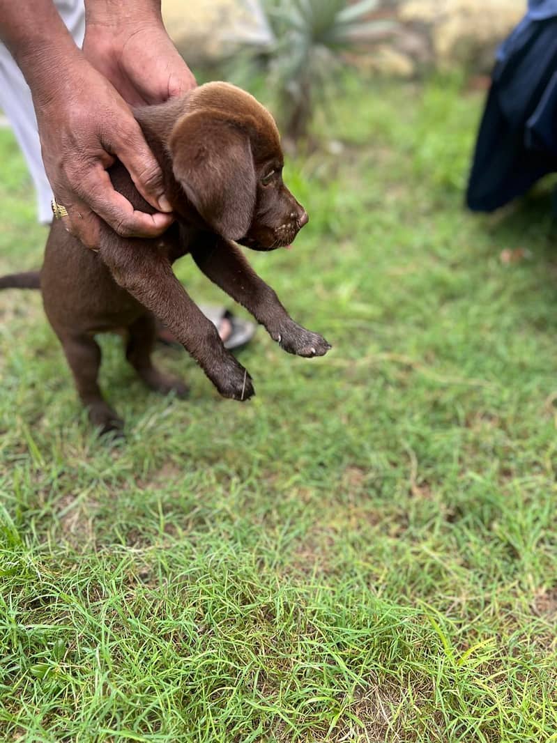 British Labrador / Puppy for sale / Labra / Lab / puppies / Labrador 7