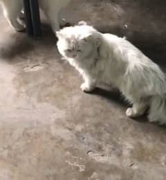 MALE PERSIAN CAT 0