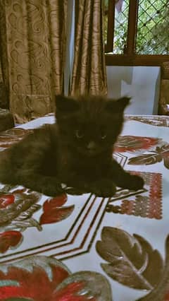 healthy kitten available and active