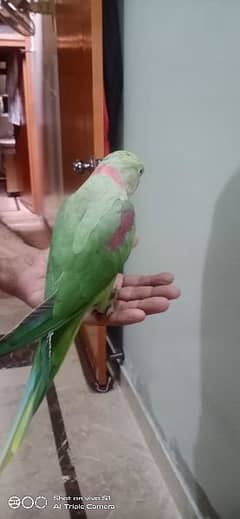 parrots for male and speaking 0