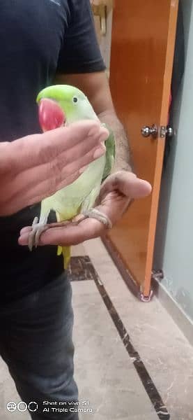 parrots for male and speaking 2