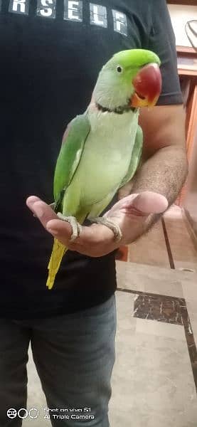 parrots for male and speaking 3