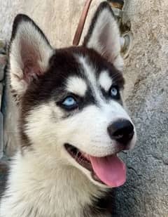 Siberian Husky