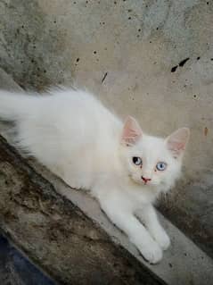 Persian female kitten for sale