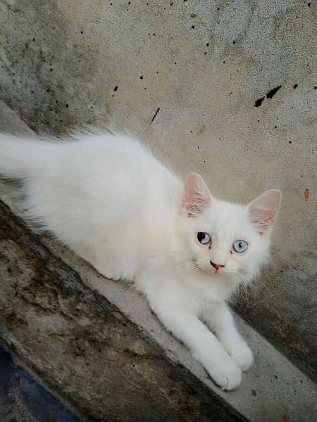 Persian female kitten for sale 1