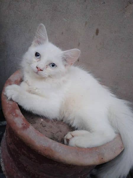 Persian female kitten for sale 2