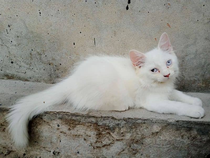 Persian female kitten for sale 3