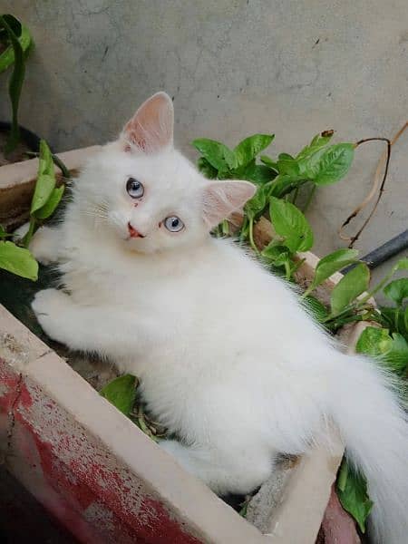 Persian female kitten for sale 4