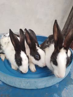 3 Rabit 0