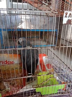 African grey parrot chicks for sale 0348*1498-450