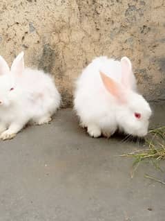 Pure Angouri rabit pair