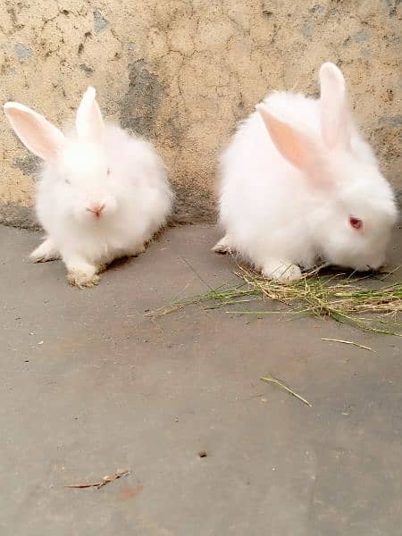 Pure Angouri rabit pair 4