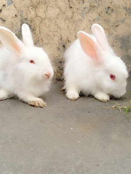 Pure Angouri rabit pair 5