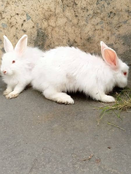 Pure Angouri rabit pair 6