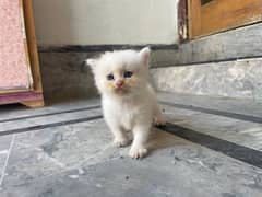 Persian punch face kittens available