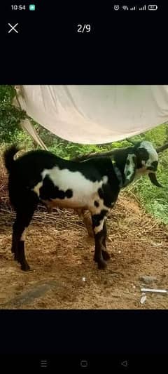 I am selling goat