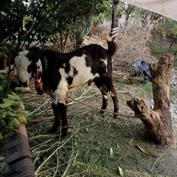 I am selling goat 3