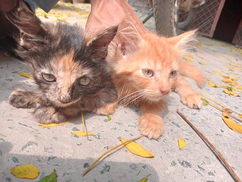 Persian Cats (Kittens) 3