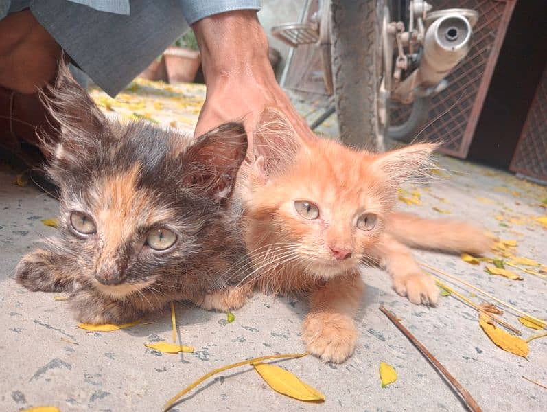 Persian Cats (Kittens) 4