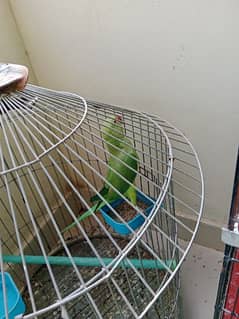 green parrot 0