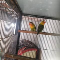 D green split blue pair for sale 0