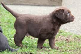 chocolate Labrador Pedigree male puppy available