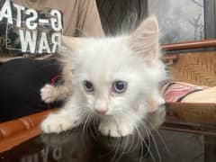 Two Persians White and Brown cat(vaccinated)