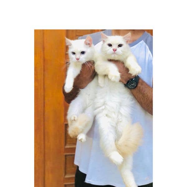 Persian hamalian british punch face piki face cat's and kitten's 10