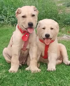 King Alabai pair pure breed security dog 2months for sale 0