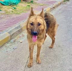 German Shepherd Male Dog with free chain