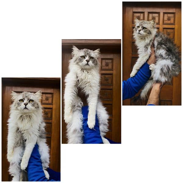 Persian hamalian british punch face piki face cat's and kitten's 18