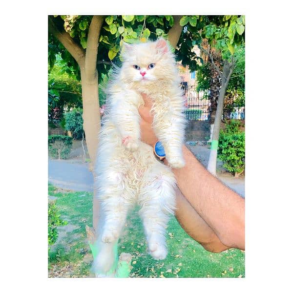 Persian hamalian british punch face piki face cat's and kitten's 0