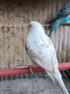 budgie and redeye parrots