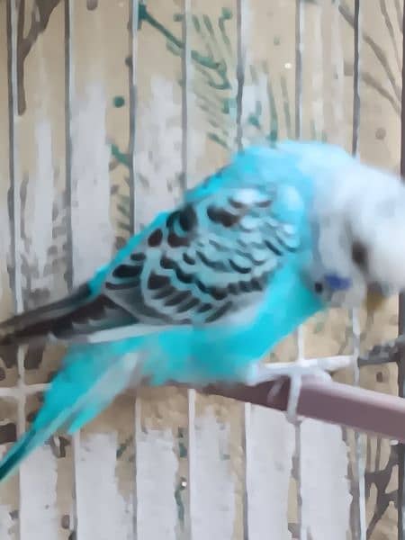 budgie and redeye parrots 1