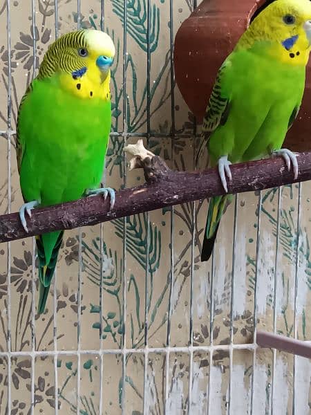 budgie and redeye parrots 3