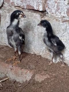 pure black shamo chick 03327626924 0