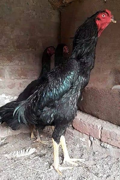 pure black shamo chick 03327626924 4