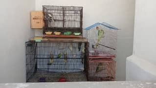 A 1 healthy parrots for sale