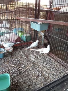 Pied dove for Sale. 0