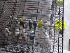 Australian parrots budgies (Bajree) breeder Colony