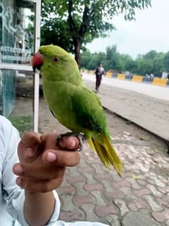 green parrot for sale