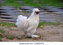 white silky male